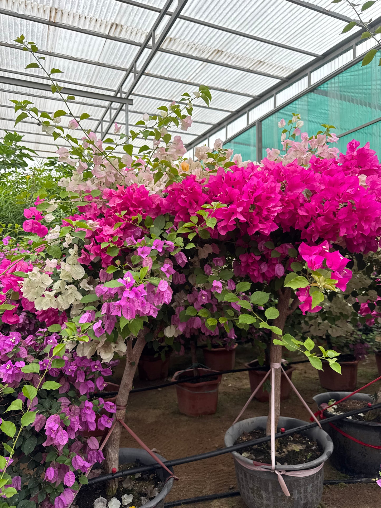 Bougainvillea