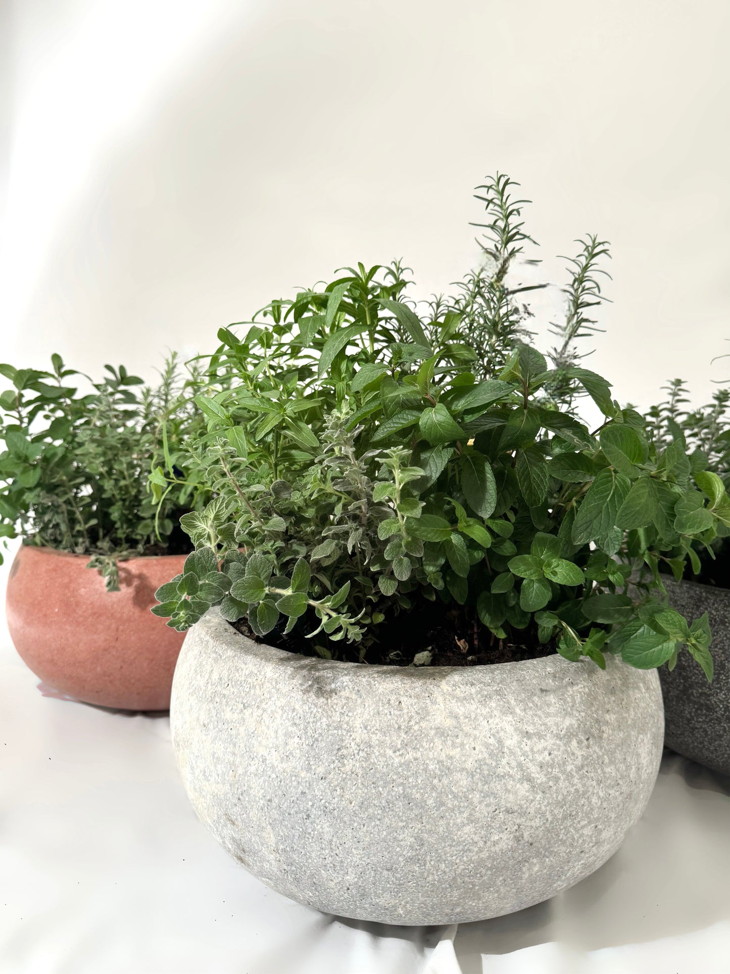 Herbs pot
