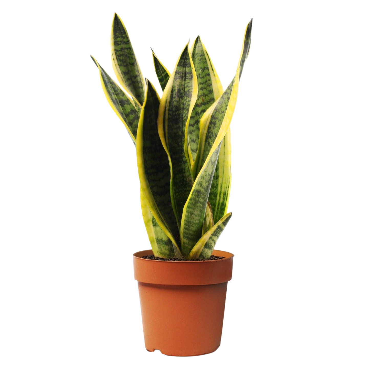 Sansevieria trifasciata