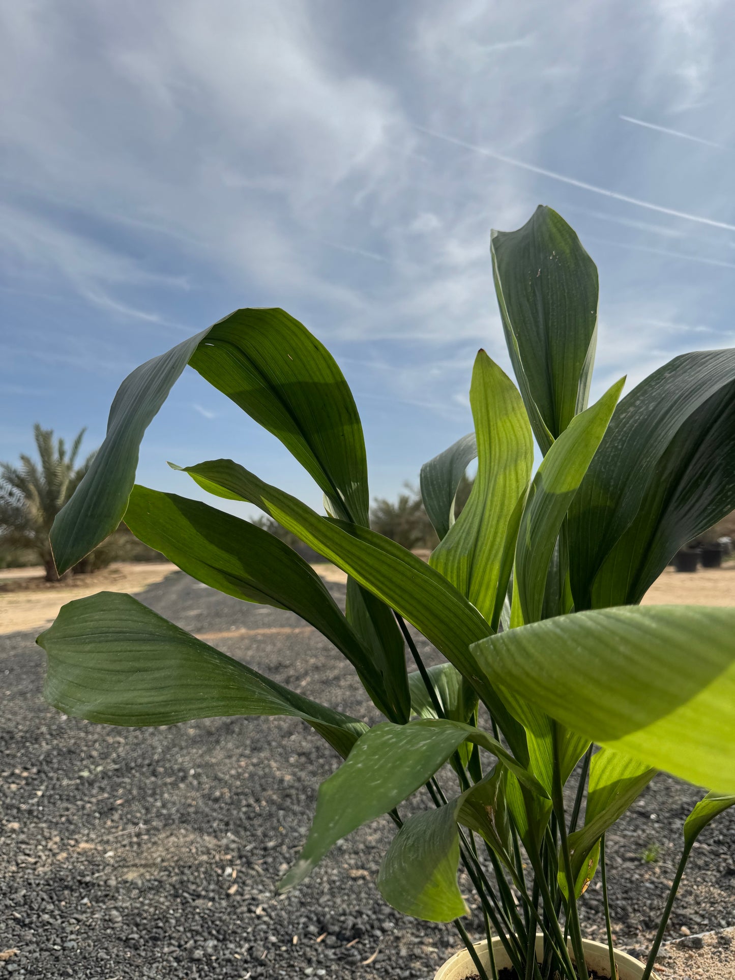 Aspidistra Elatior