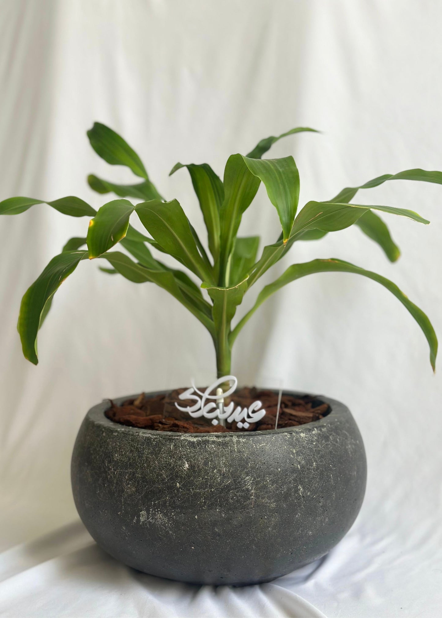 Dracaena