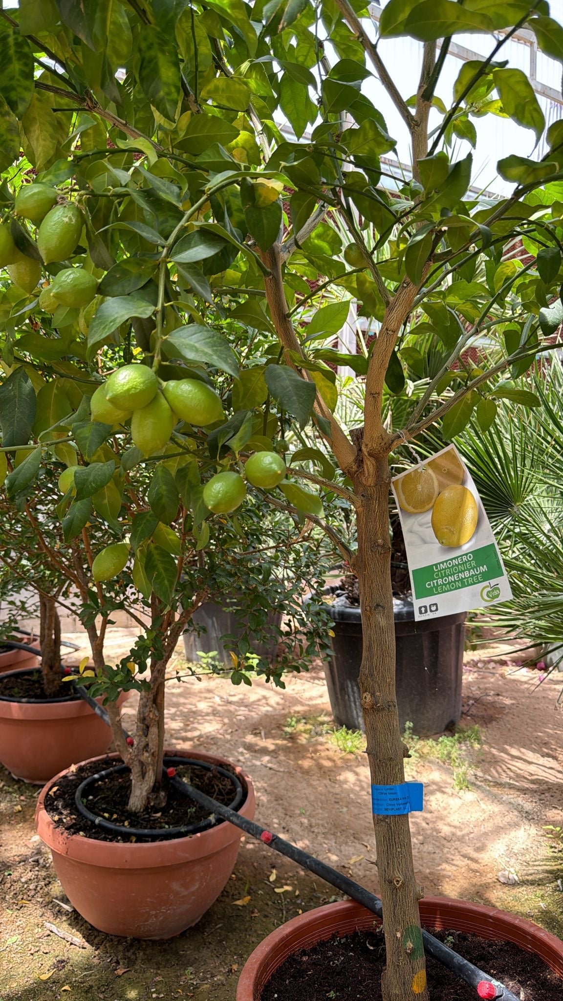 Citrus Tree - Lemon