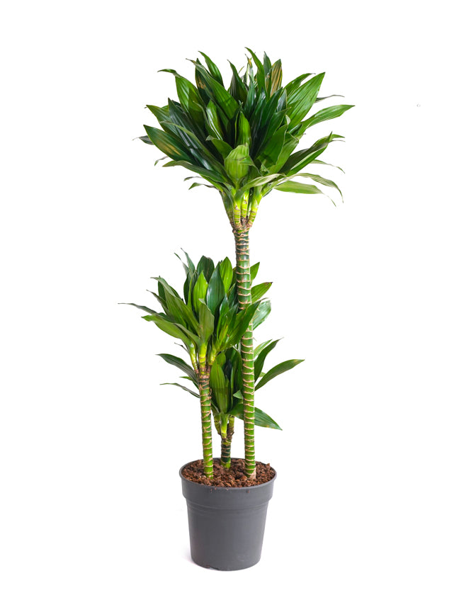 Dracaena 'Compacta'