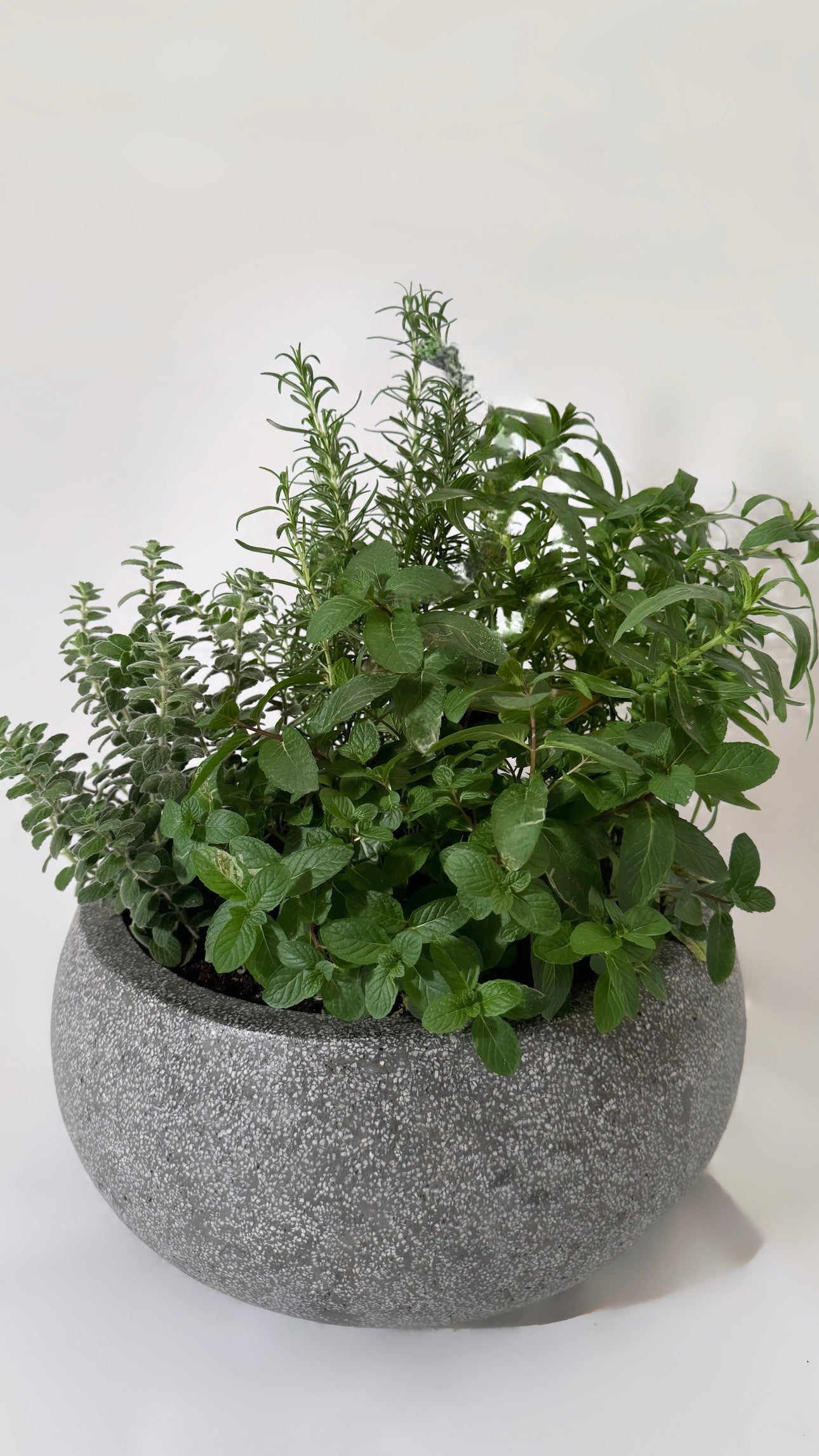 Herbs pot
