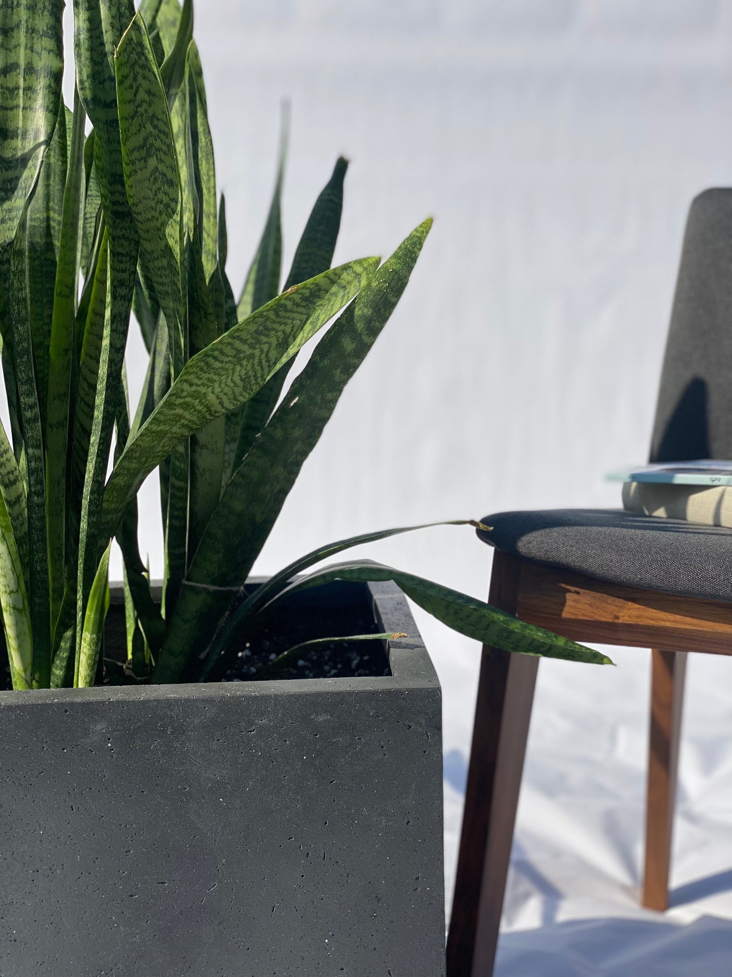 Sansevieria