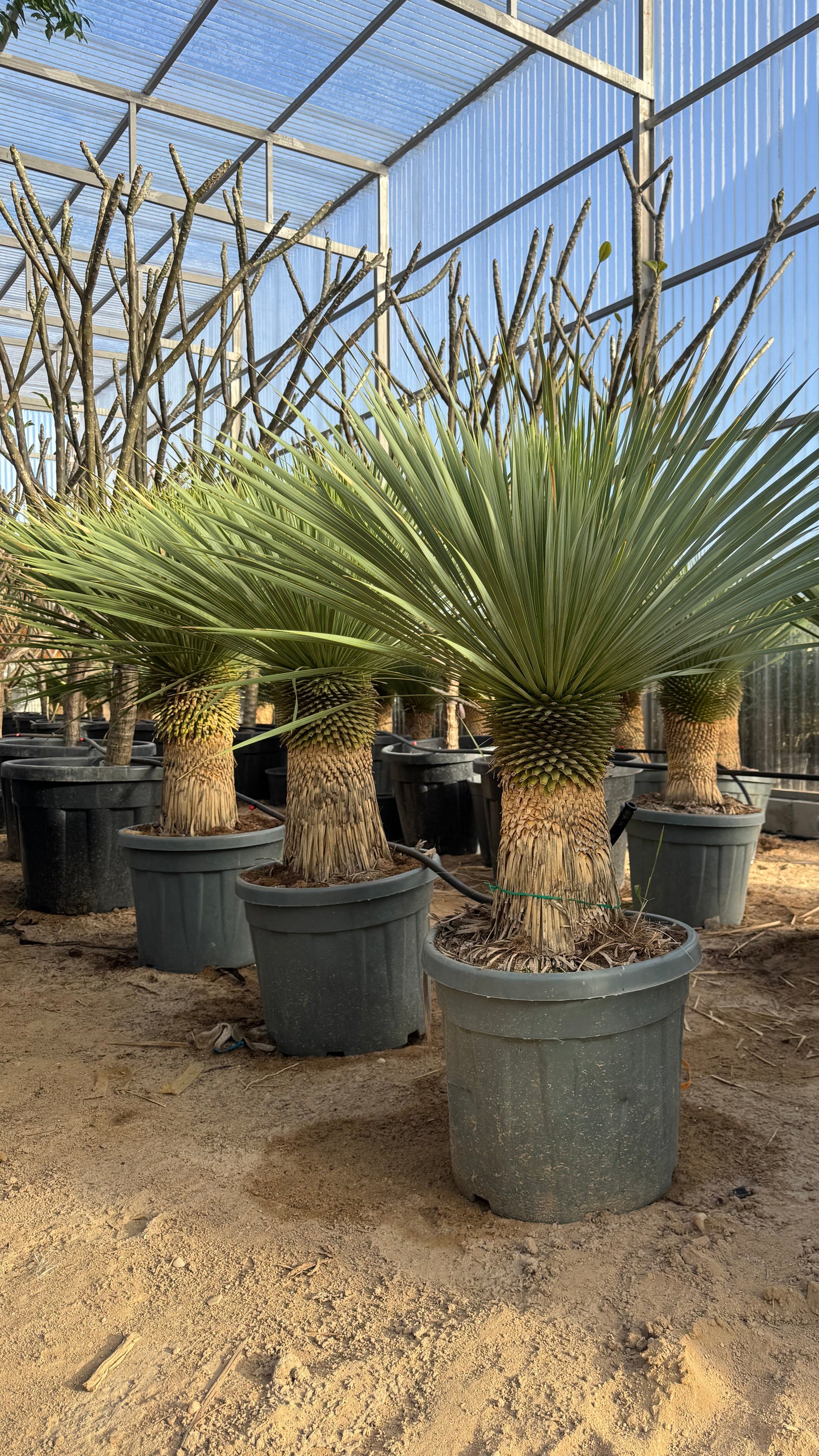 Yucca Rostrata