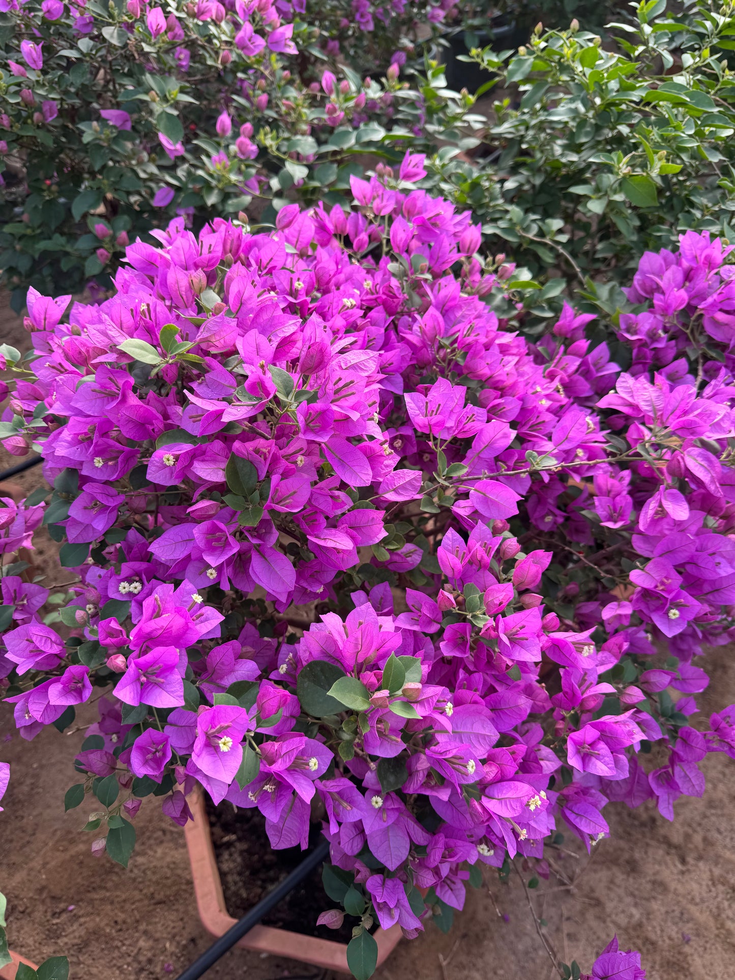 Bougainvillea - Purple flowers