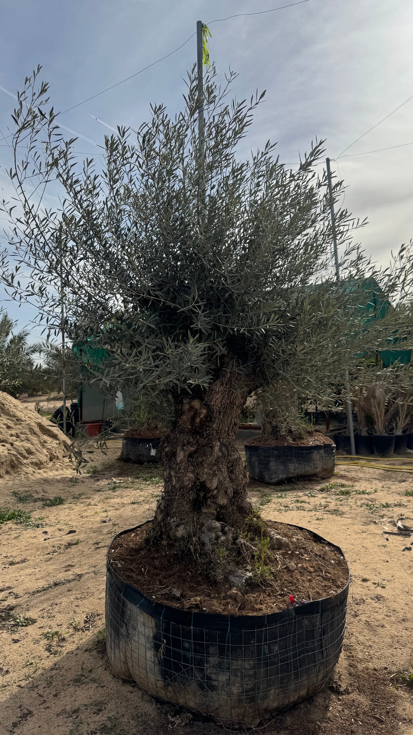 Olive Tree Pata Mala