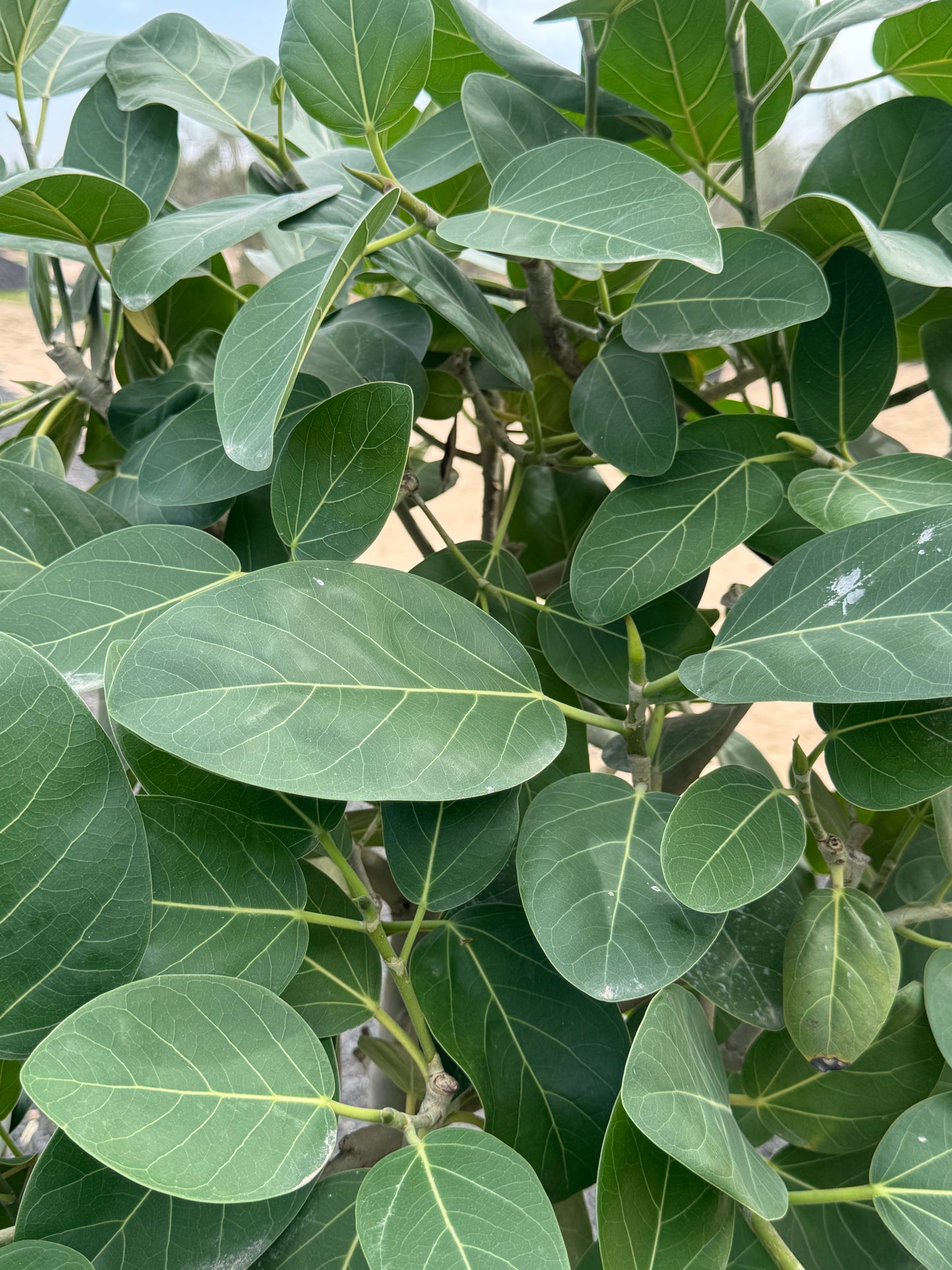 Ficus Moclame