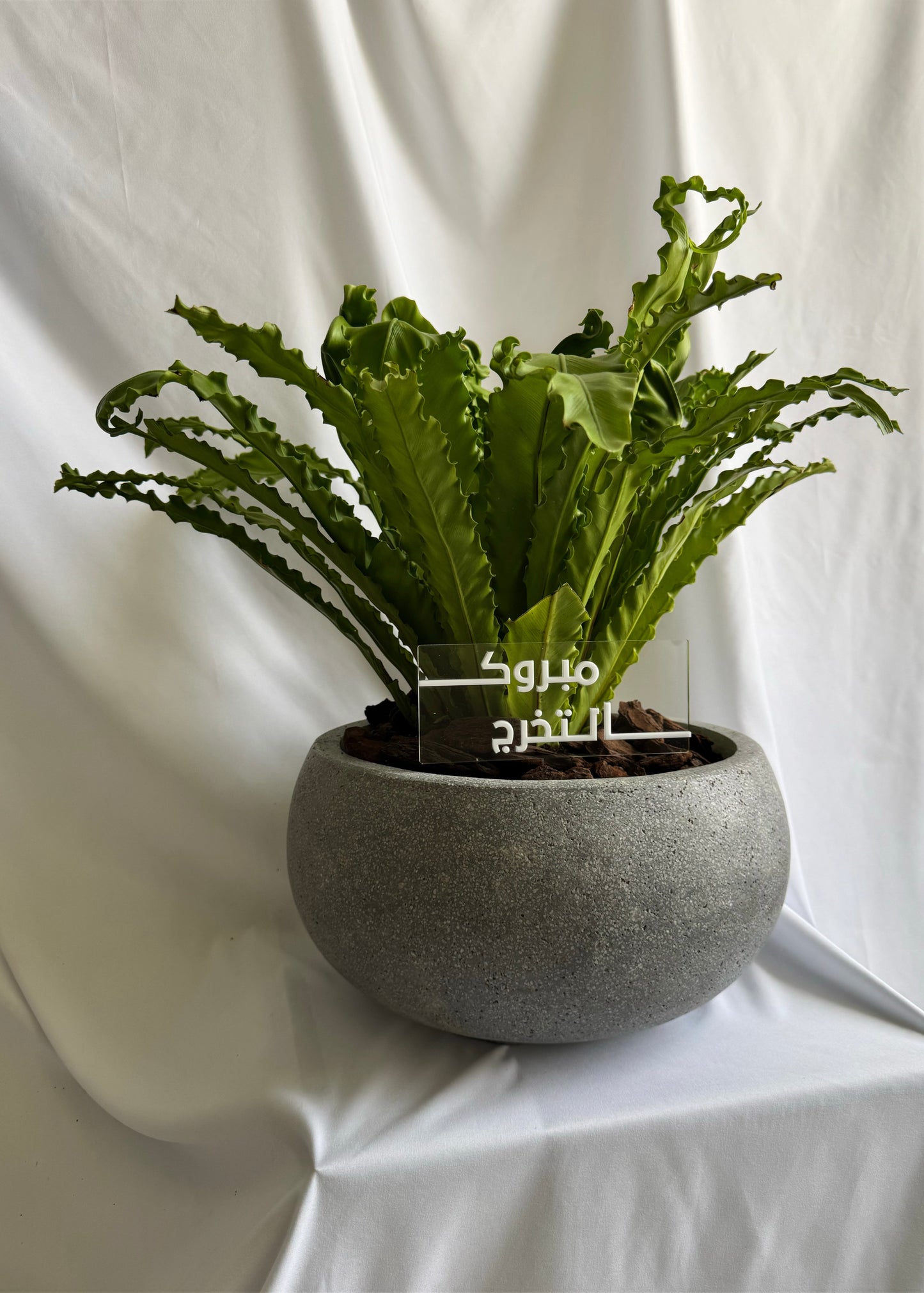 Japanese Bird's Nest Fern