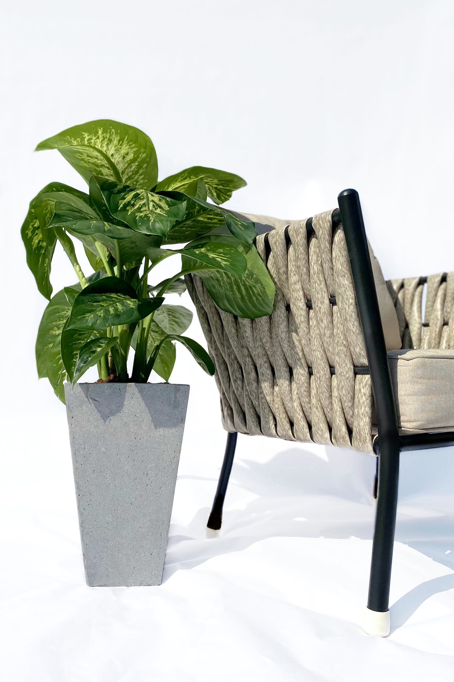 Dieffenbachia