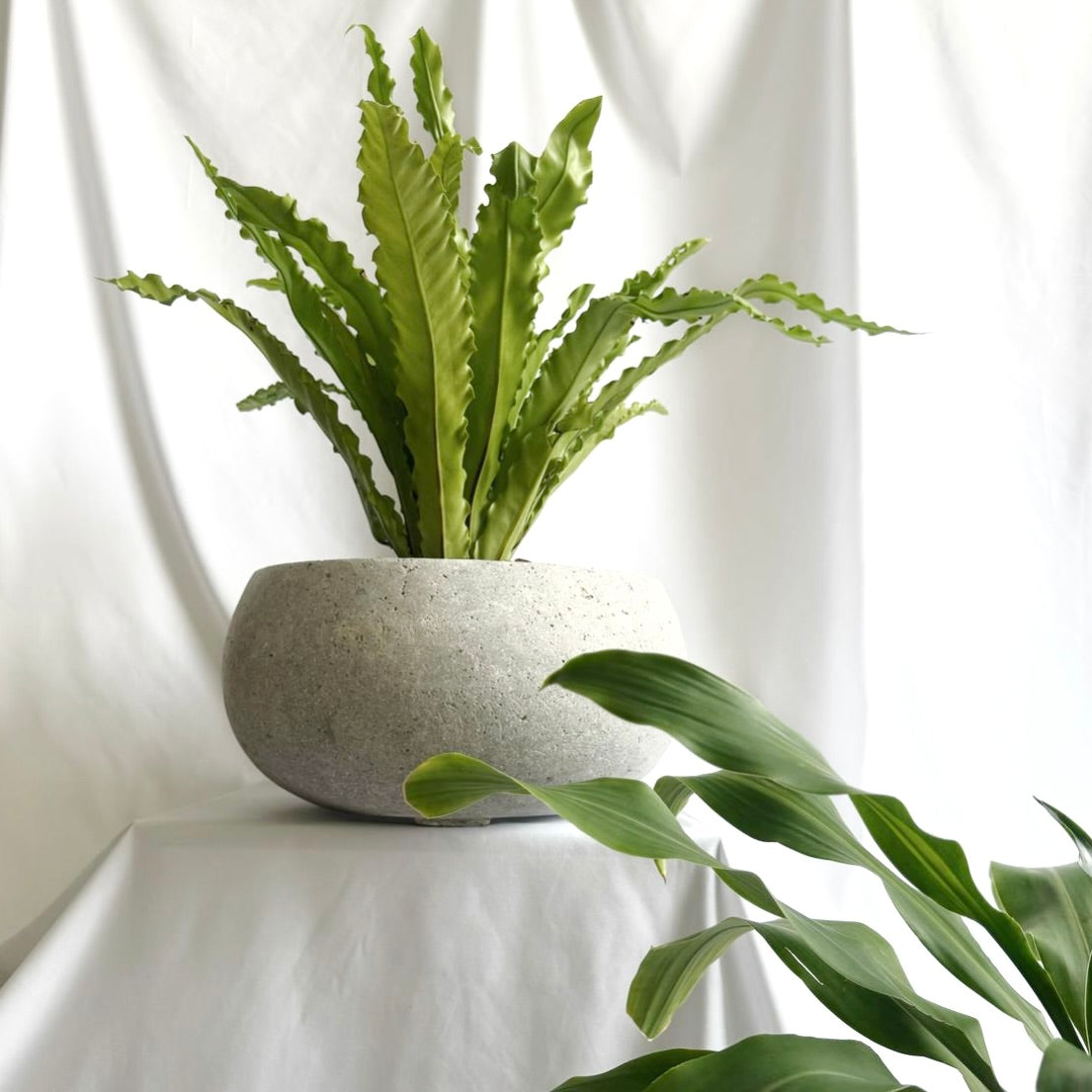 Plants