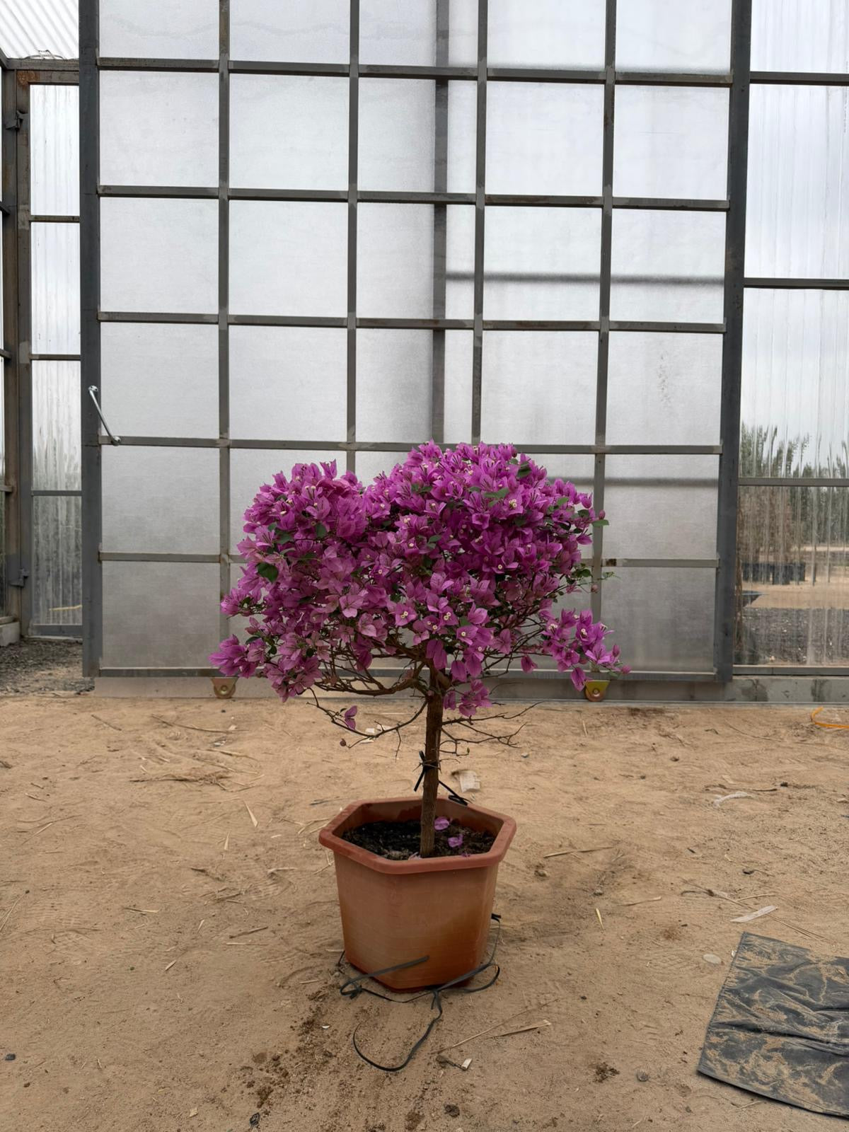 Bougainvillea - Purple flowers