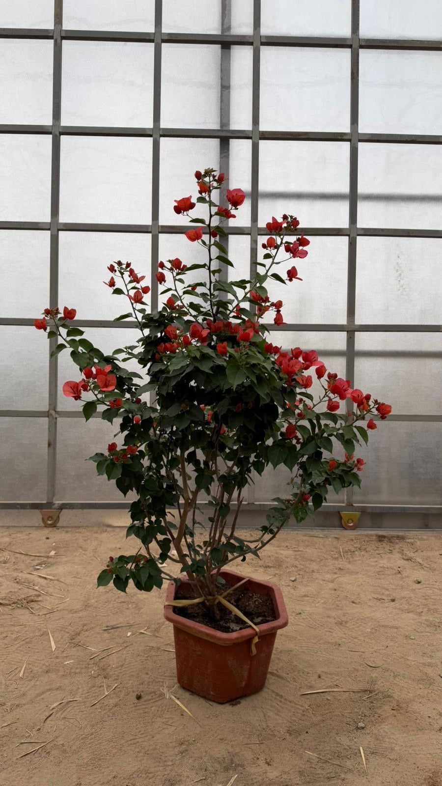 Bougainvillea - Red flowers