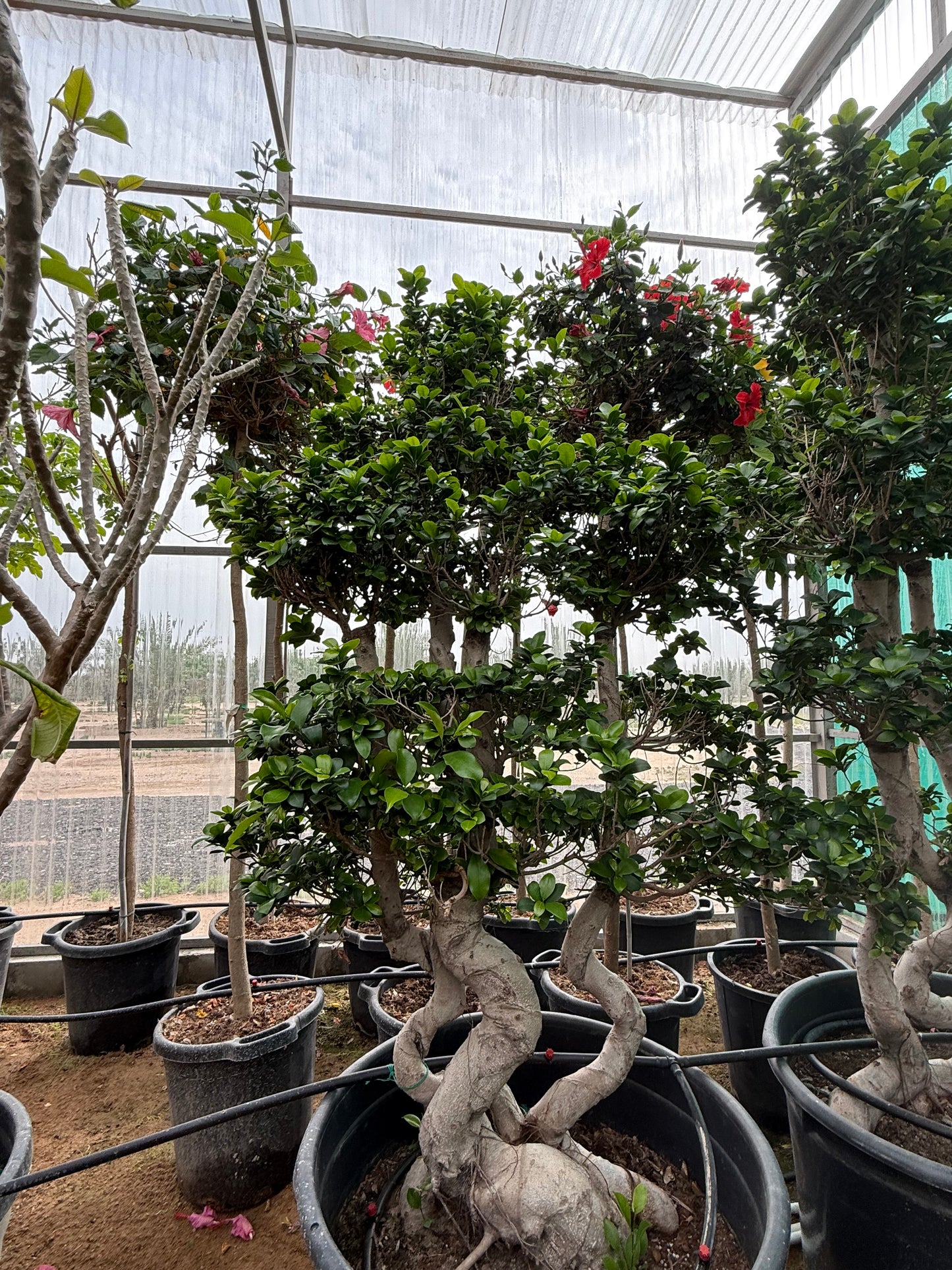 Ficus triple S shape