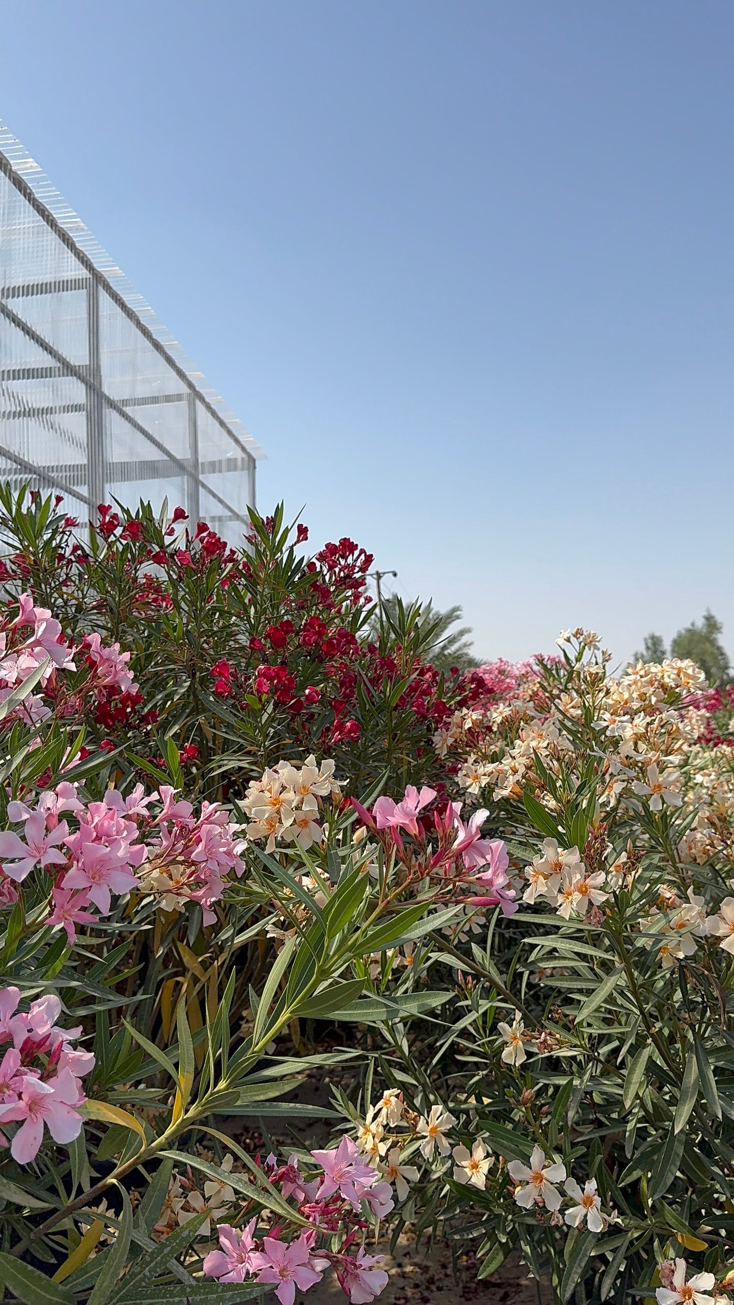 Nerium oleander