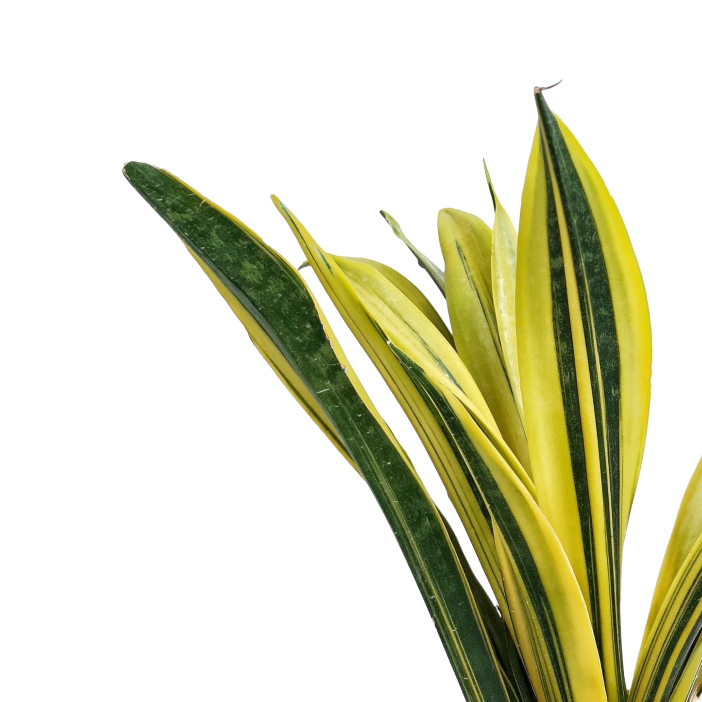 Sansevieria trifasciata
