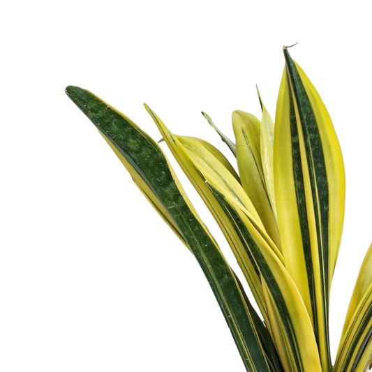 Sansevieria trifasciata