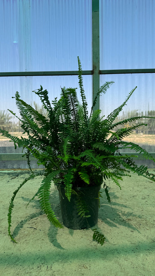 Fern