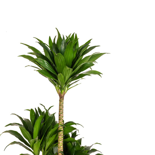 Dracaena 'Compacta'