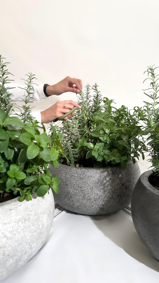 Herbs pot
