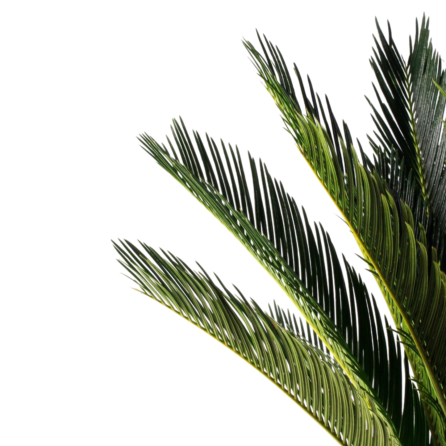Cycas Revoluta
