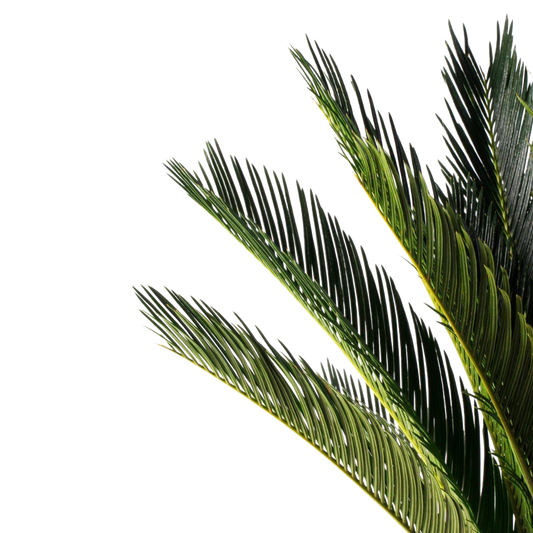 Cycas Revoluta