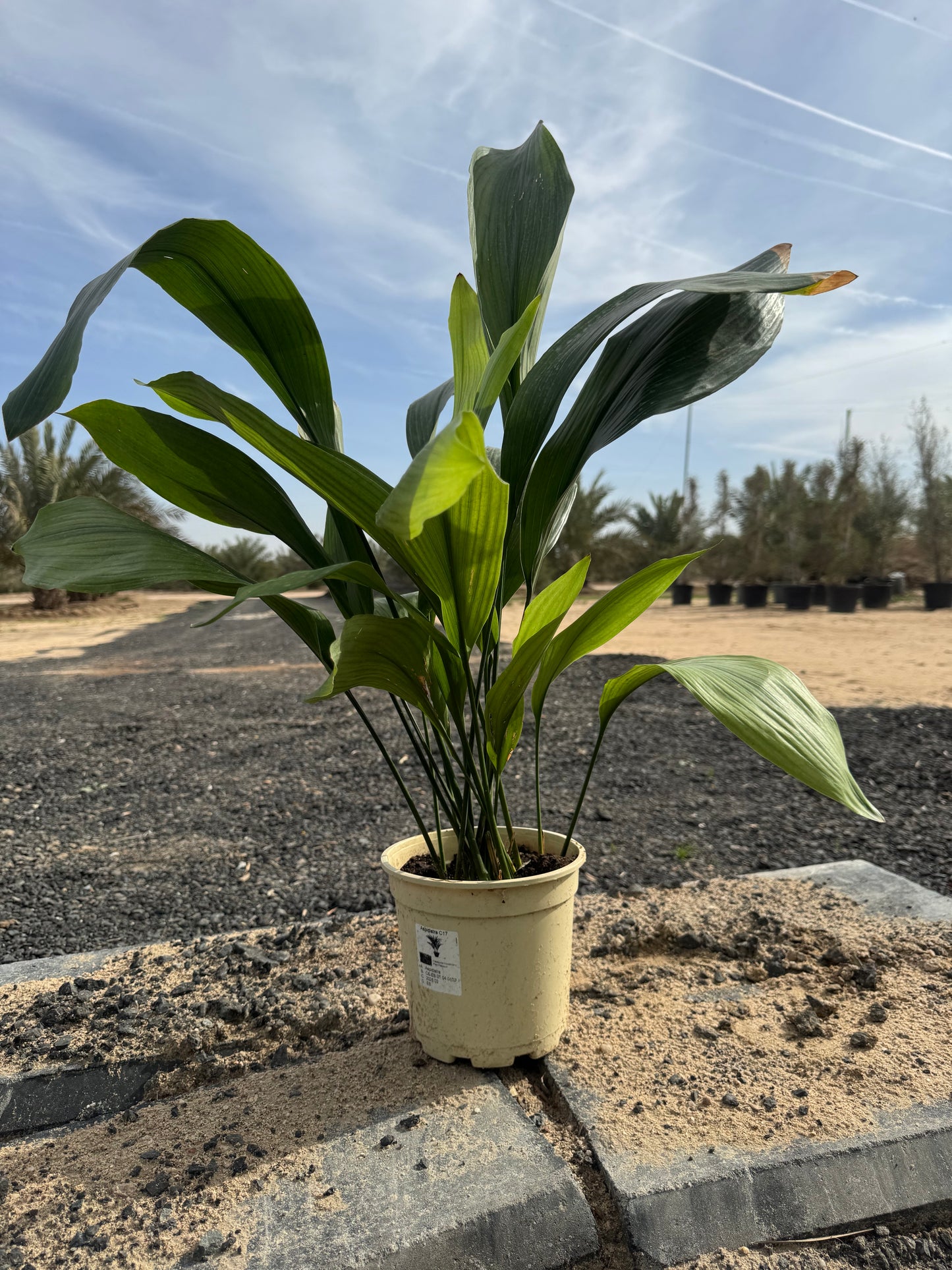 Aspidistra Elatior