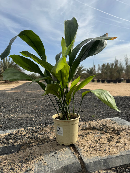 Aspidistra Elatior