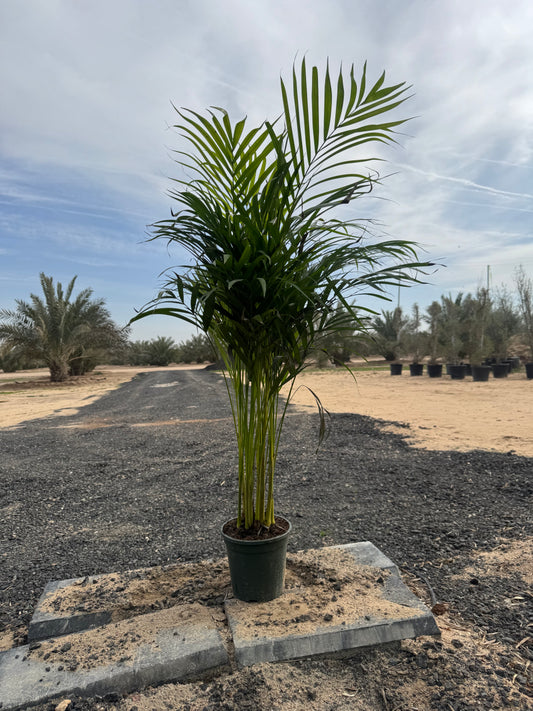 Areca