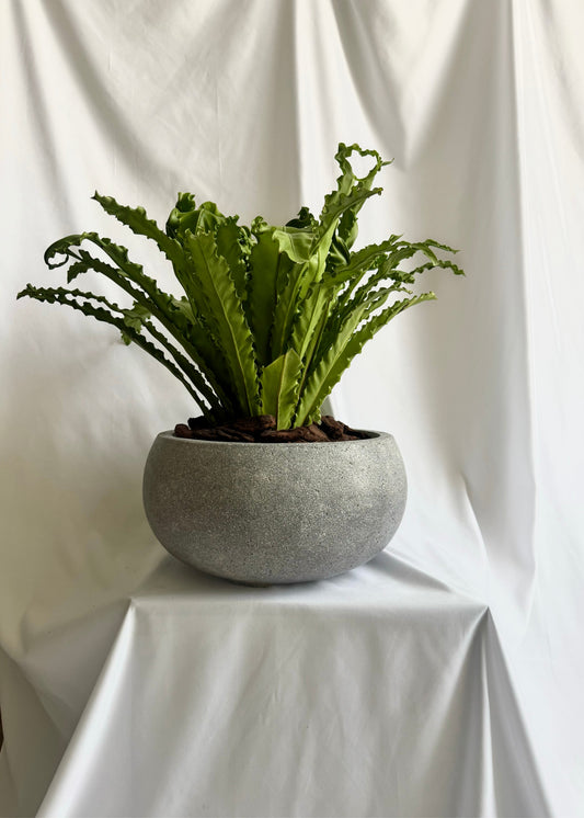 Japanese Bird's Nest Fern