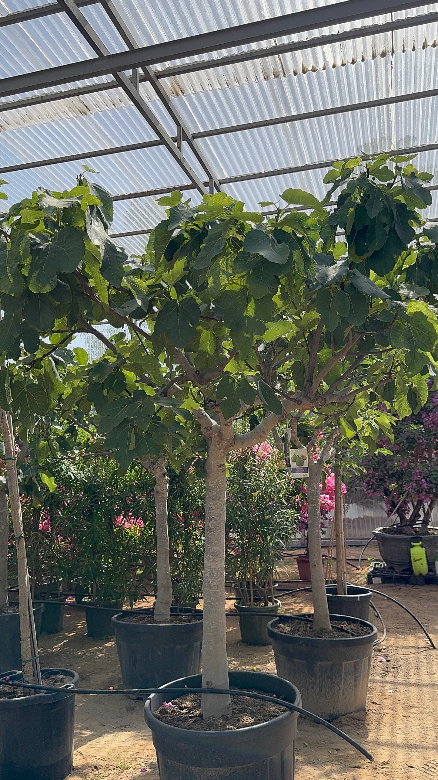 Fig Tree