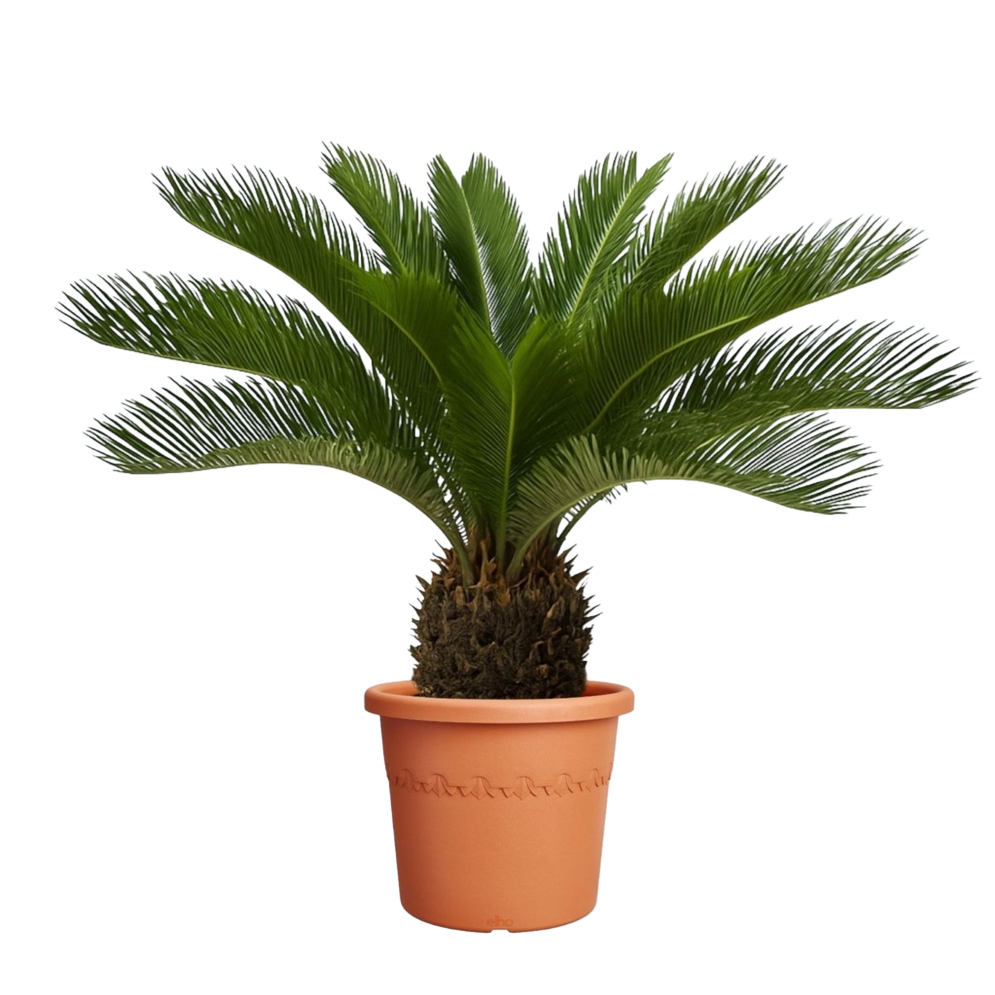 Cycas Revoluta