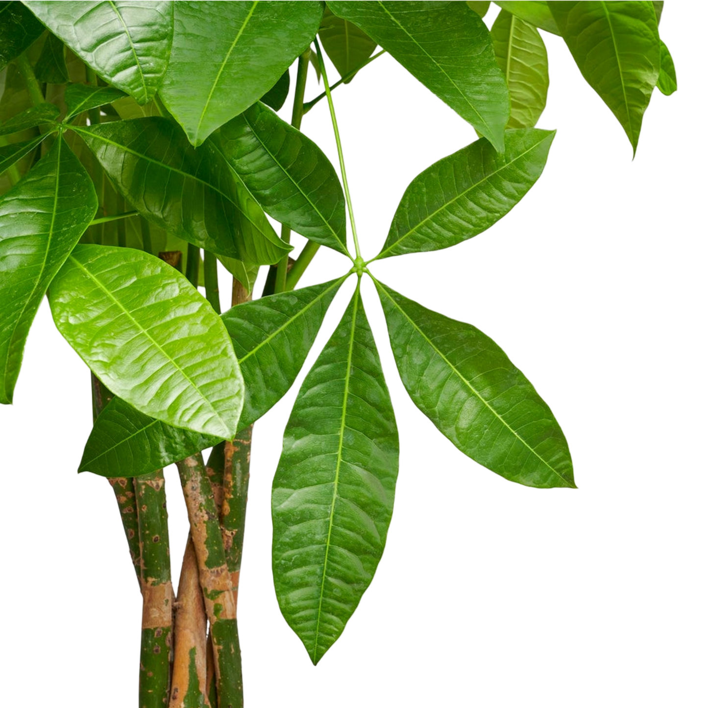Pachira Aquatica