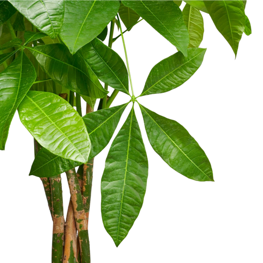 Pachira Aquatica