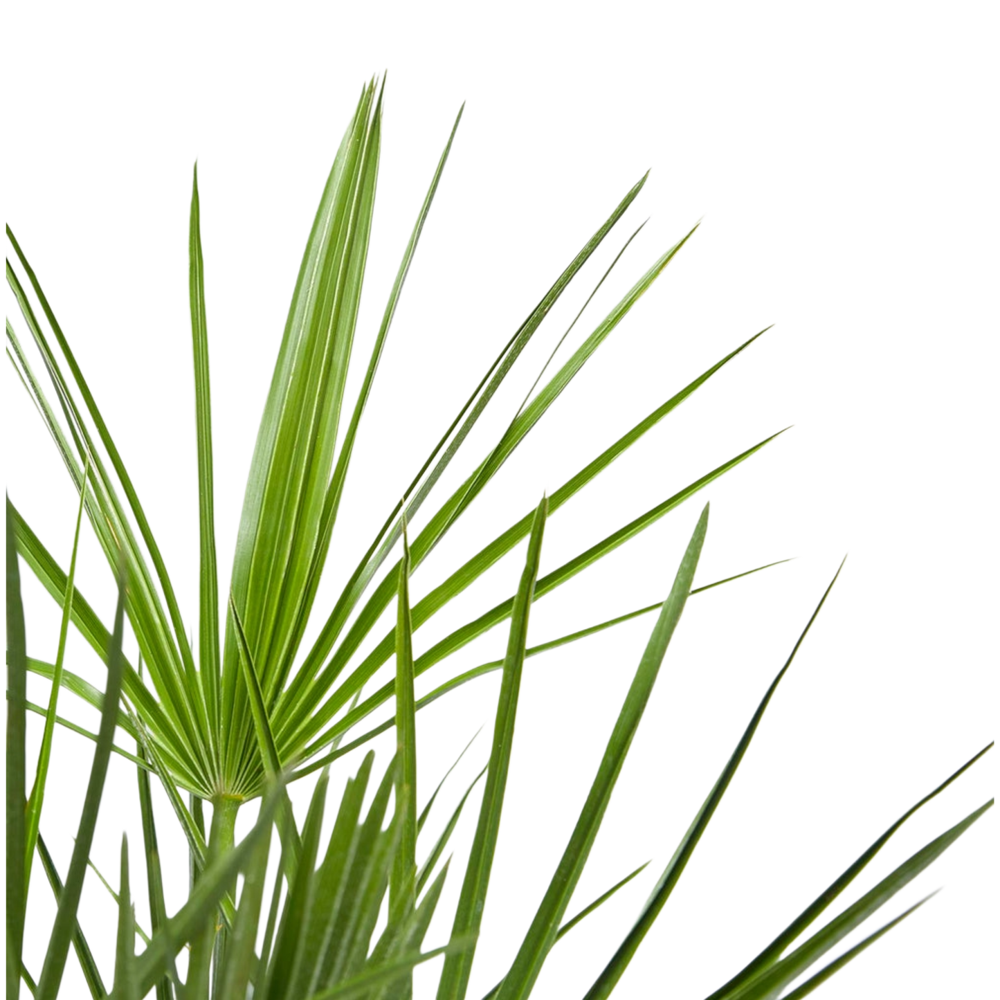 Chamaerops Humilis