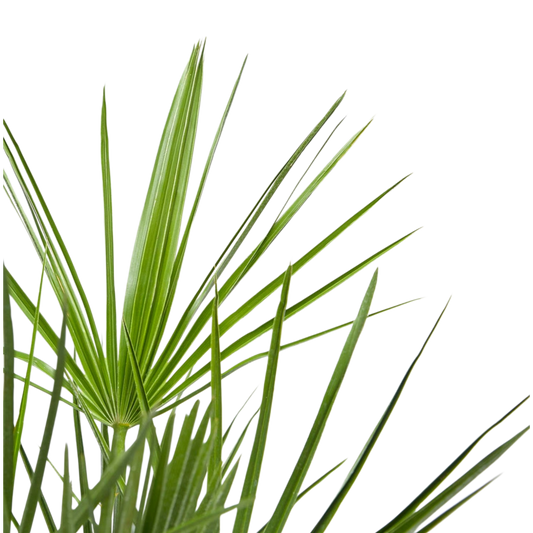 Chamaerops Humilis