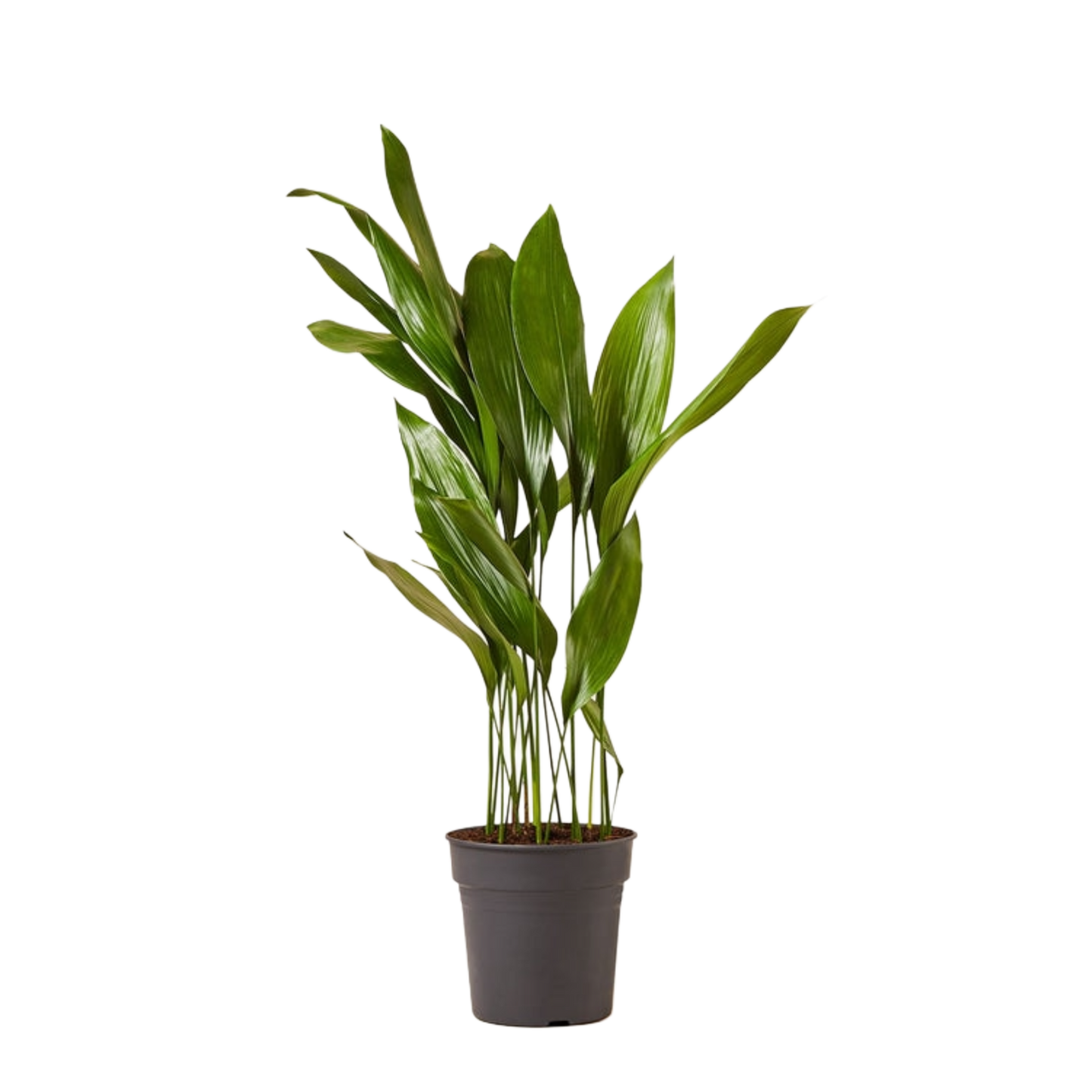 Aspidistra Elatior