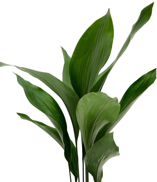 Aspidistra Elatior