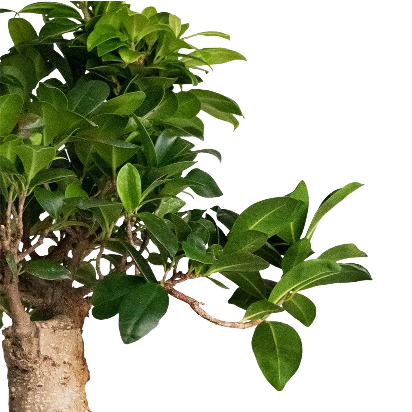 Ficus S shape