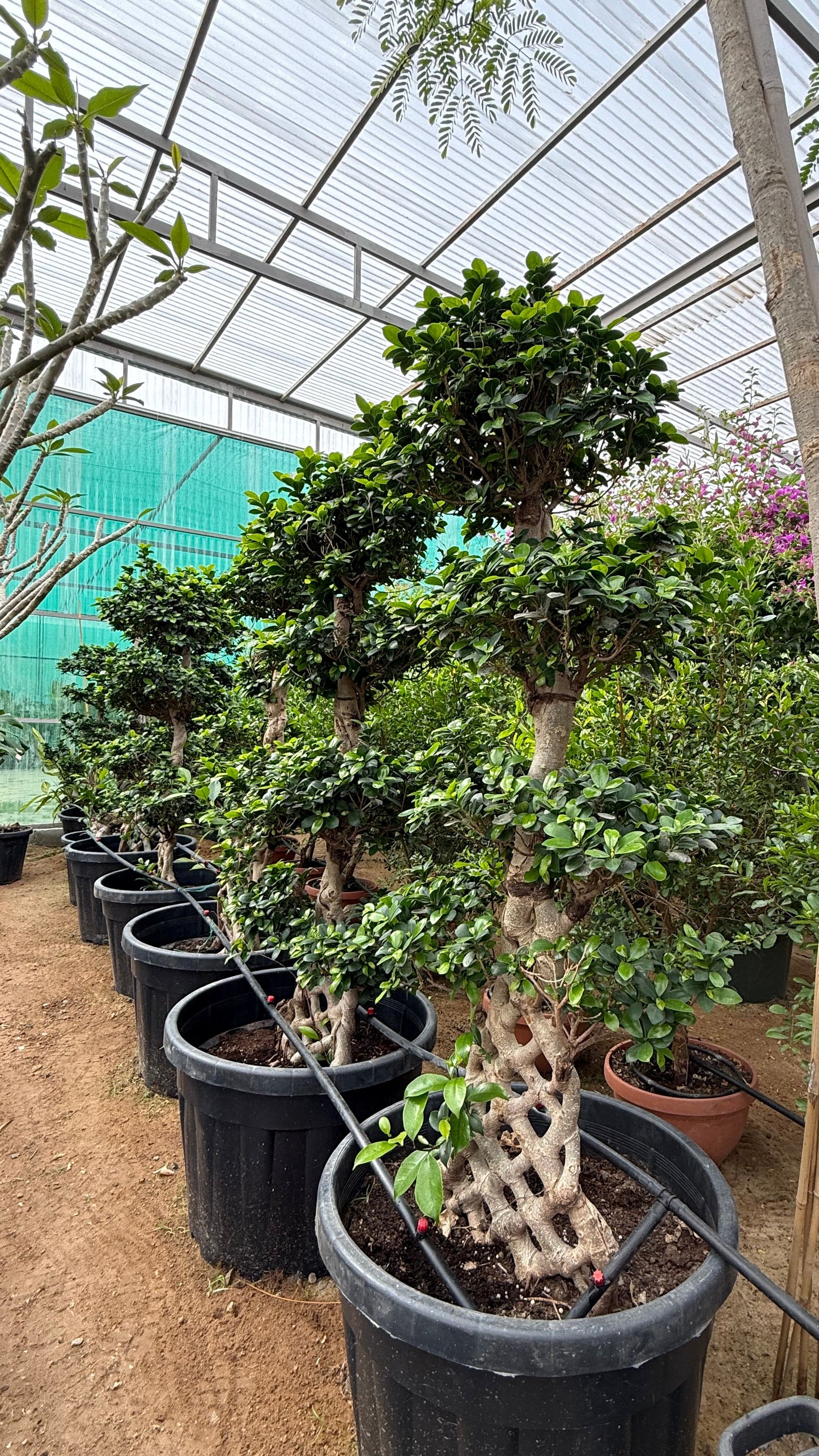 Ficus Net Shape