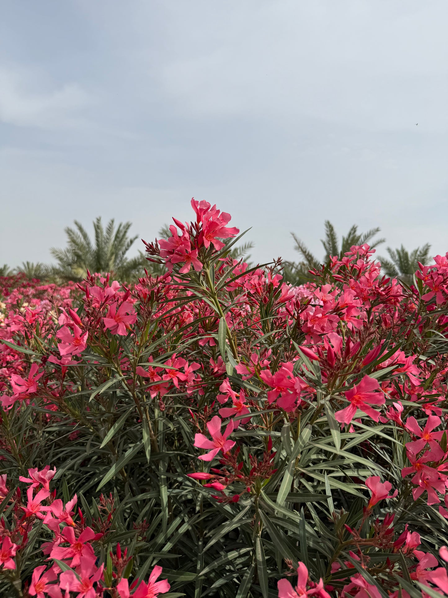Nerium oleander
