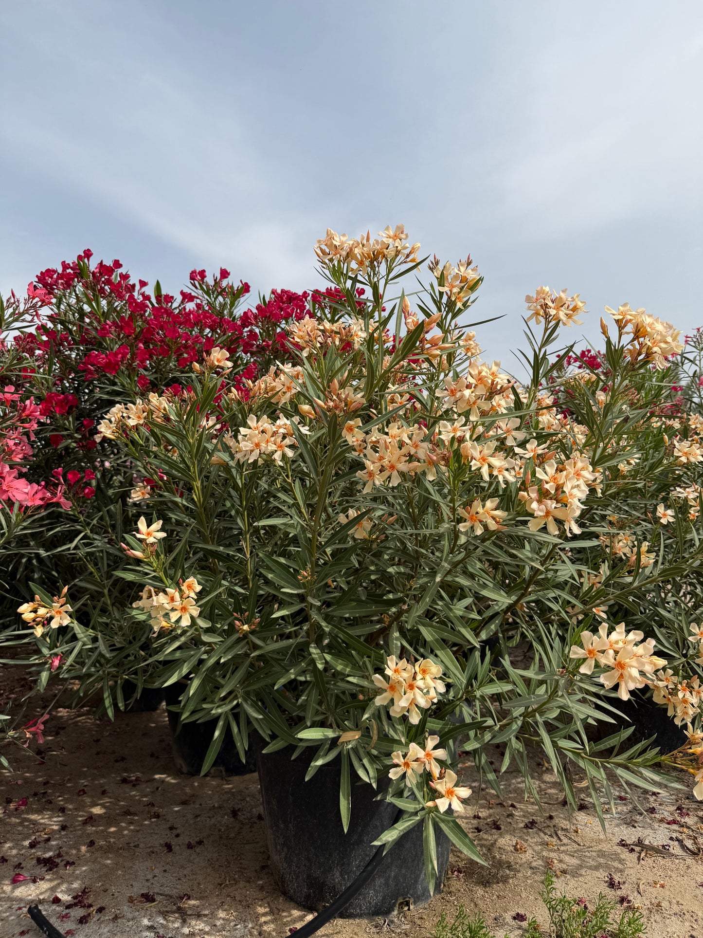 Nerium oleander