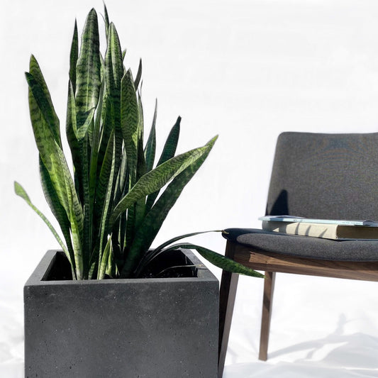 Sansevieria