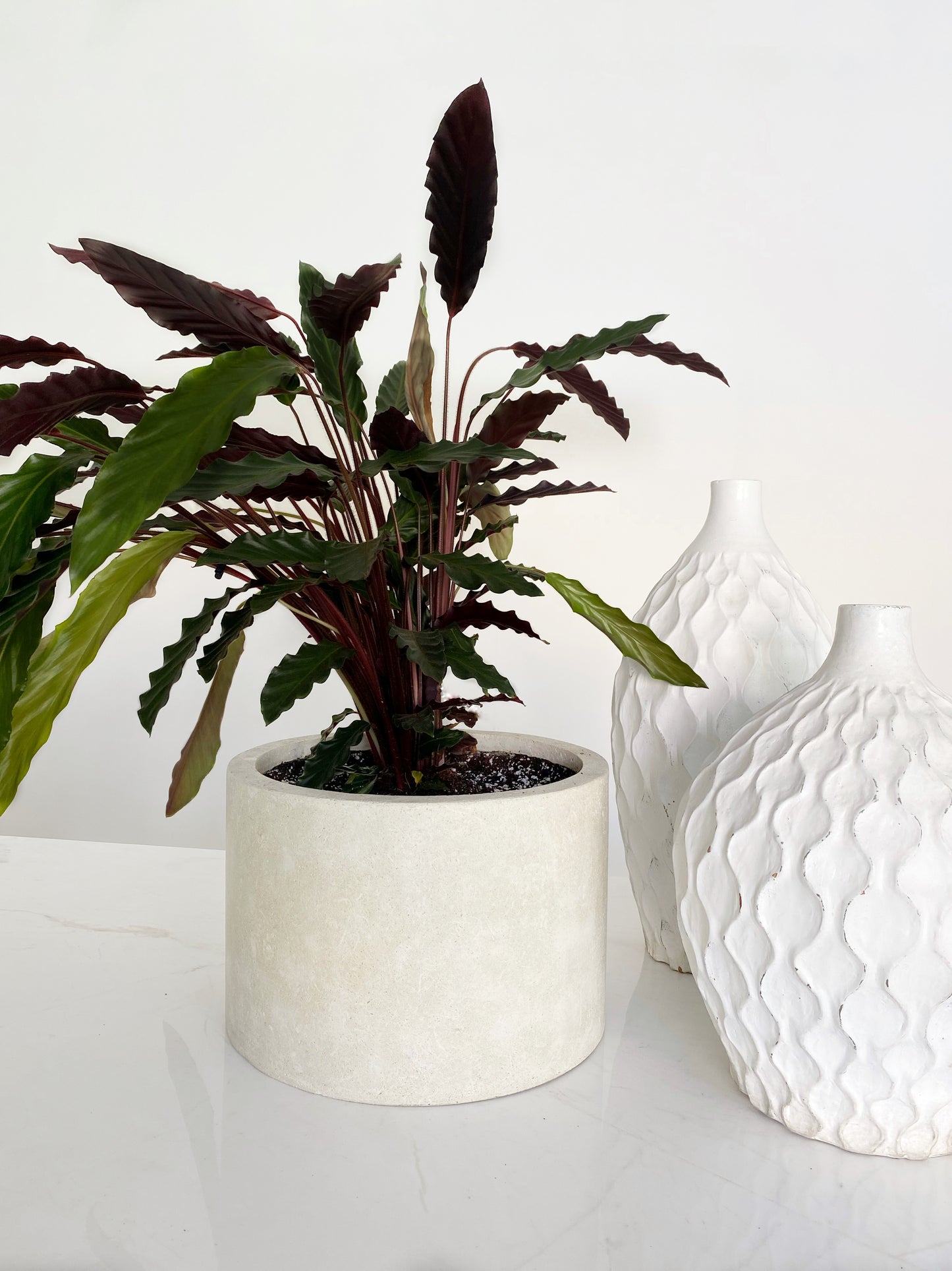 Furry Feather Calathea