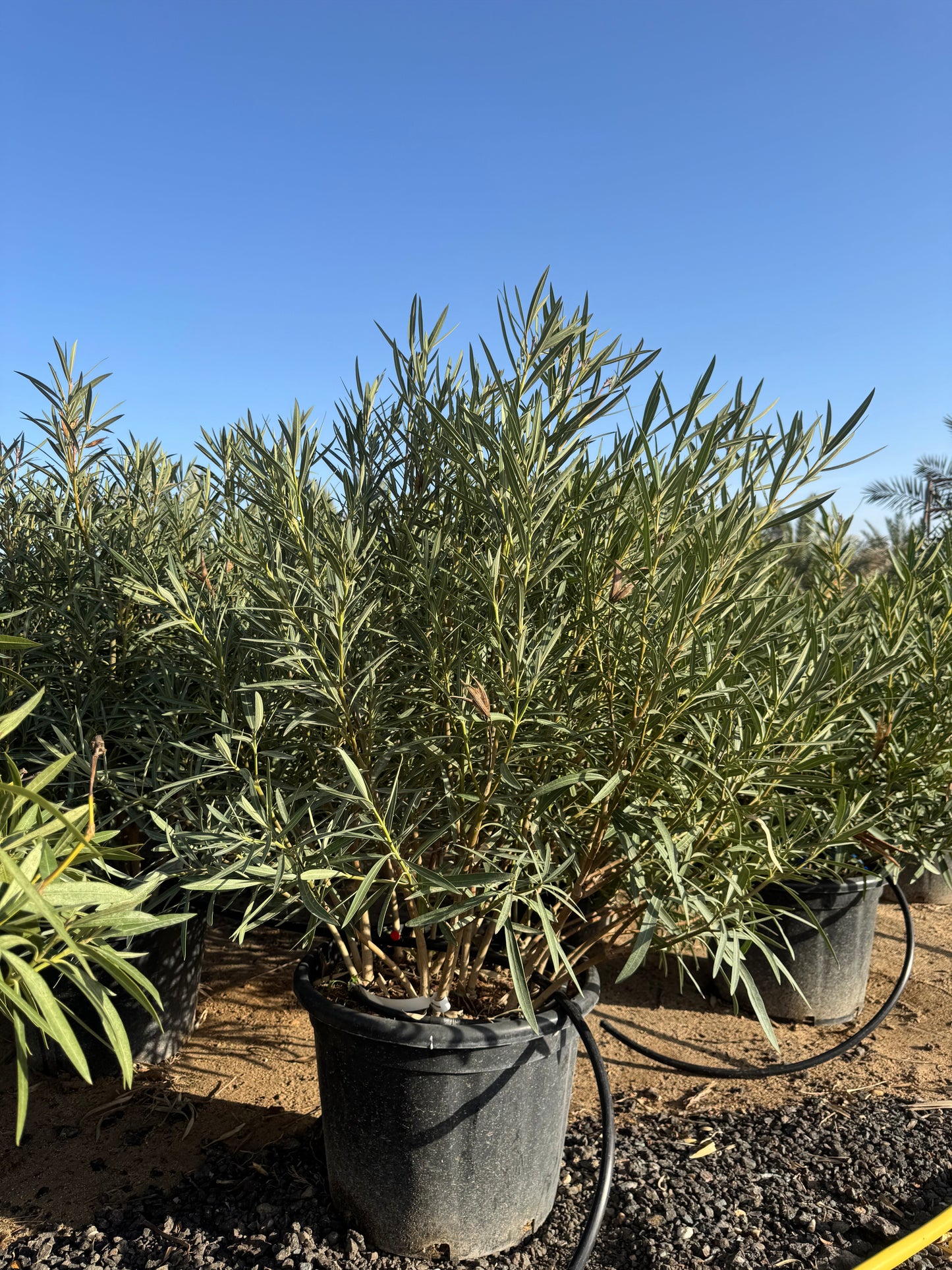 Nerium oleander