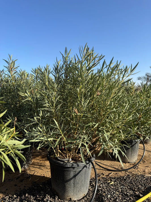 Nerium oleander