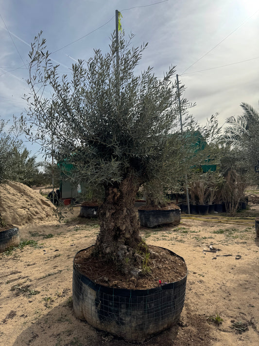 Olive tree Pata Mala