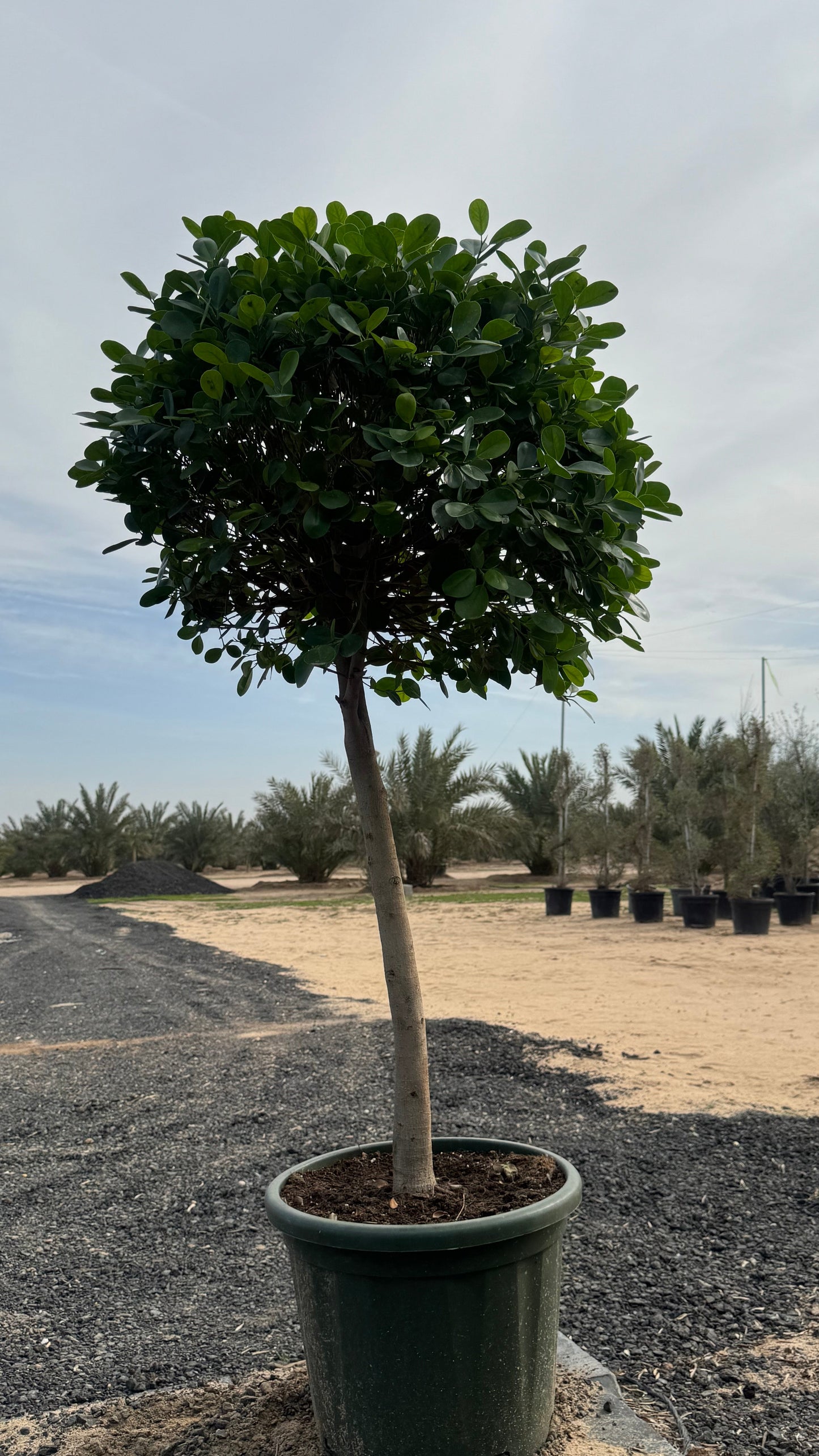 Ficus Moclame