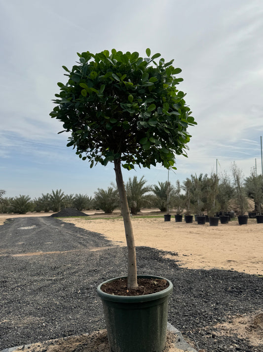 FICUS MOCLAME